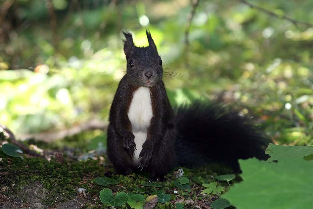 única ardilla negra en la naturaleza