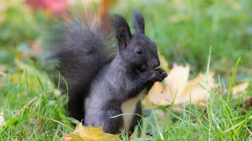 única ardilla negra en la naturaleza