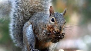 La ardilla gris está comiendo en naturaleza.