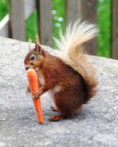 Una ardilla roja está comiendo zanahoria.