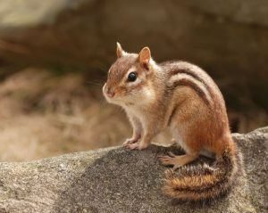 Monada ardilla de pie en una roca