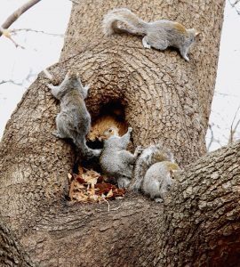 Varias ardillas en el árbol.