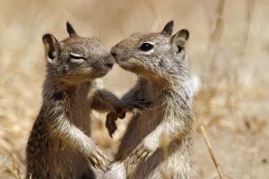 Dos ardillas se están besando en la naturaleza.