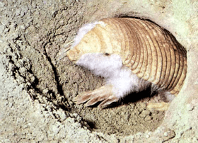 comportamiento de hada rosada armadillo