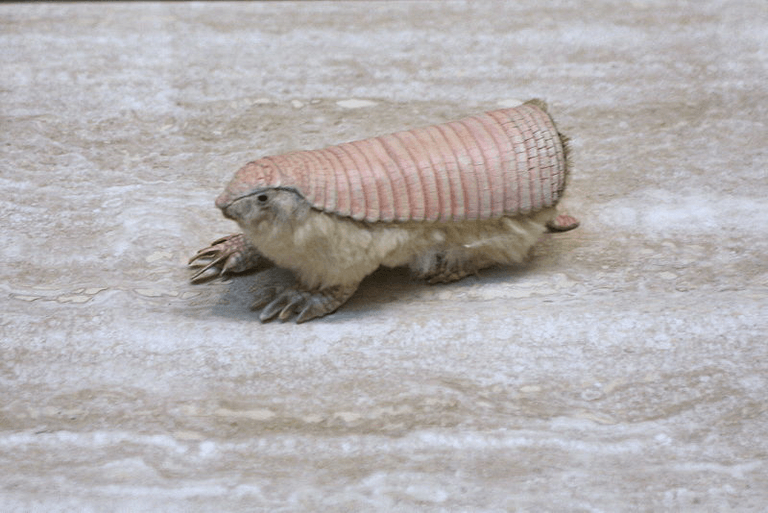 El Armadillo de Hadas Rosa