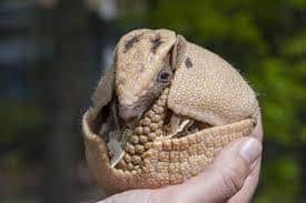 único armadillo gigante en mano humana.