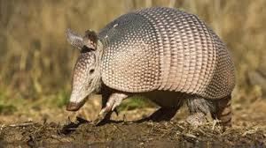 solo armadillo gigante en la naturaleza