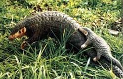 solo armadillo gigante en la naturaleza