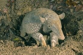 solo armadillo gigante en la naturaleza