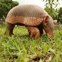 solo armadillo gigante en la naturaleza