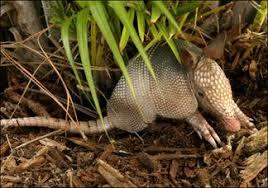 solo armadillo gigante en la naturaleza