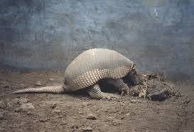 solo armadillo gigante en el suelo