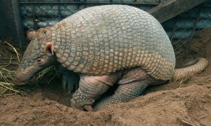 Hechos de Armadillo Gigante – Conociendo el Armadillo Gigante