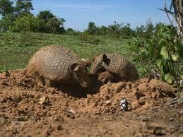 dos armadillos gigantes en el naute.