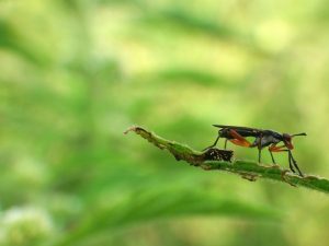 La abeja asesina es sombría en el fondo verde.