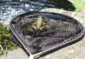 Captura de rana en la red del estanque