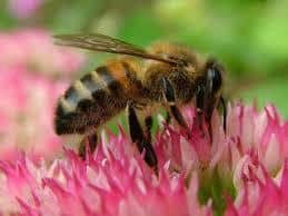 abeja de un solo albañil en la flor roja