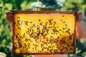 Muchas abejas en la colmena en manos de un hombre.