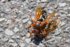 avispa asesina de cigarra aislada en el suelo.