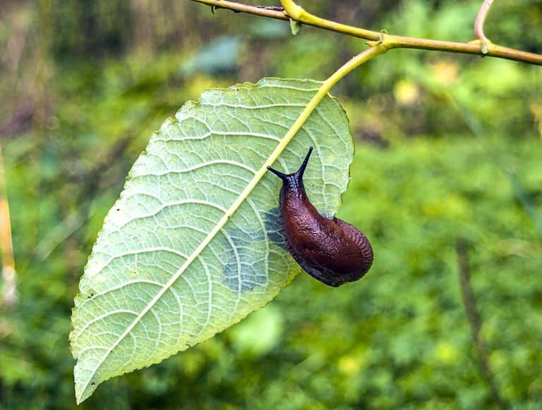 única babosa en la naturaleza.