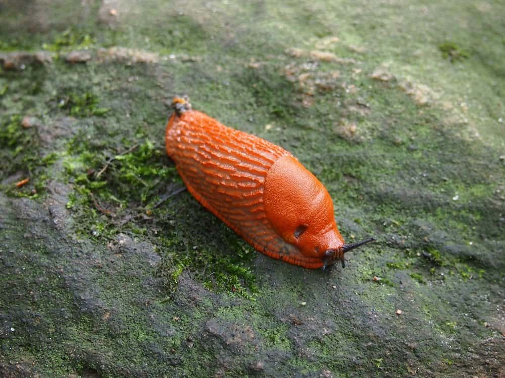 única babosa en la naturaleza