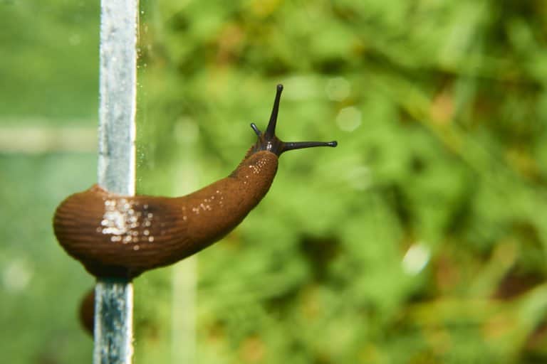 única babosa en la naturaleza.