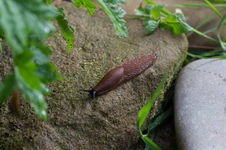 única babosa en la naturaleza.