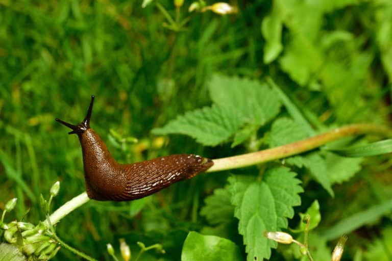 única babosa en la naturaleza.