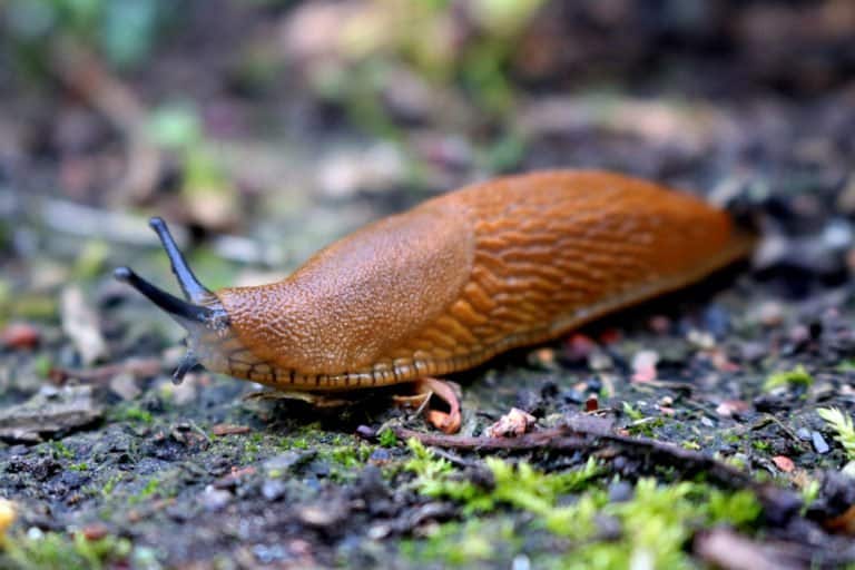 única babosa en la naturaleza.