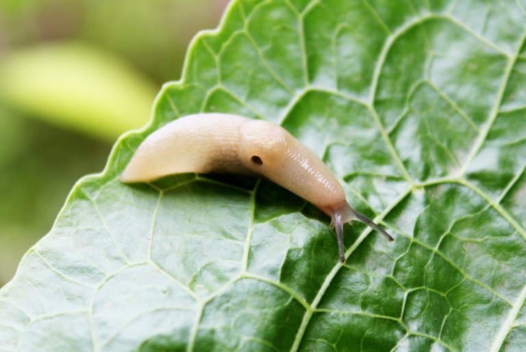 única babosa en la naturaleza