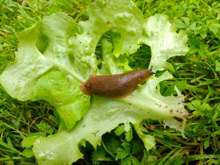 única babosa en la naturaleza