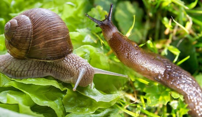 un caracol y una babosa en la naturaleza.