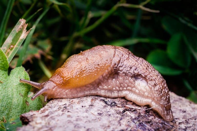 única babosa en la naturaleza.