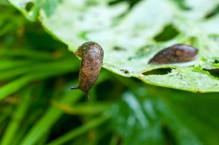 babosas en la naturaleza.