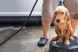 baña un perro