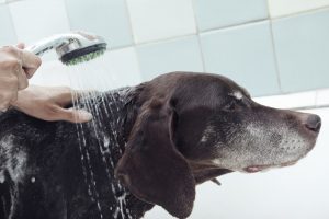 El agua cubre la cara del perro