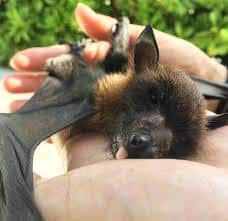 bebé murciélagos en manos de humanos.