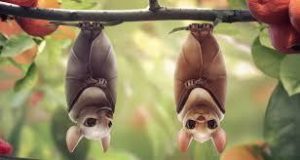bebé murciélagos en la naturaleza