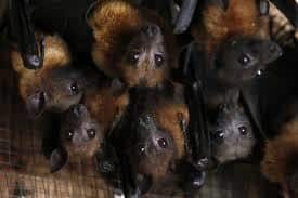 Los murciélagos bebé