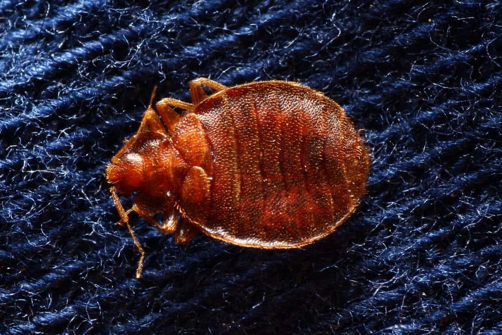 Un gran insecto cama acostado en sábanas azules