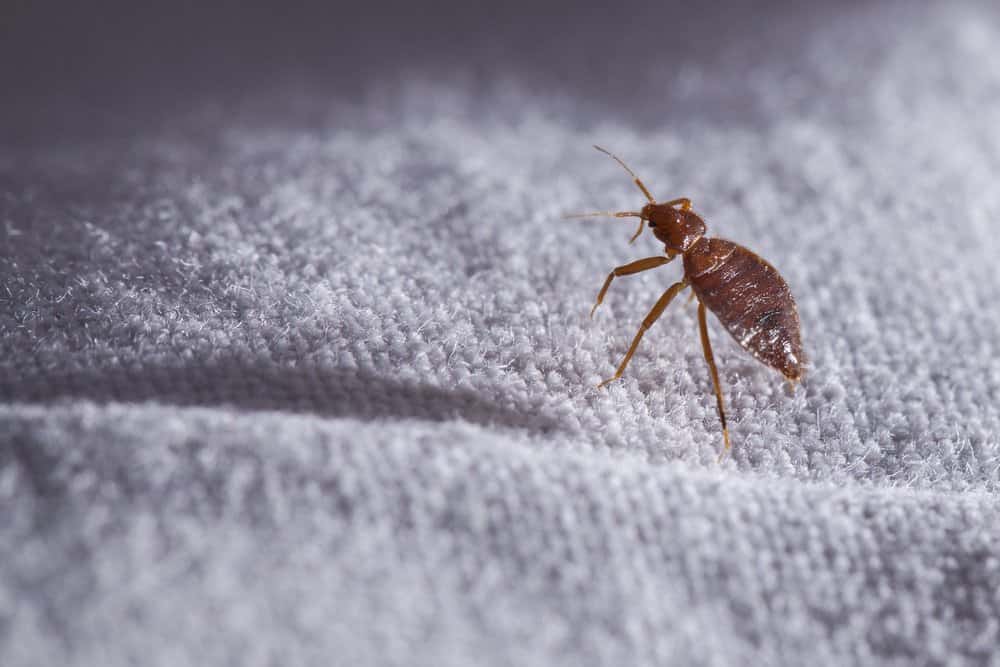 Un gran insecto cama tumbado en la tela