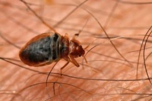 Insecto de cama mordiendo en la piel de alguien