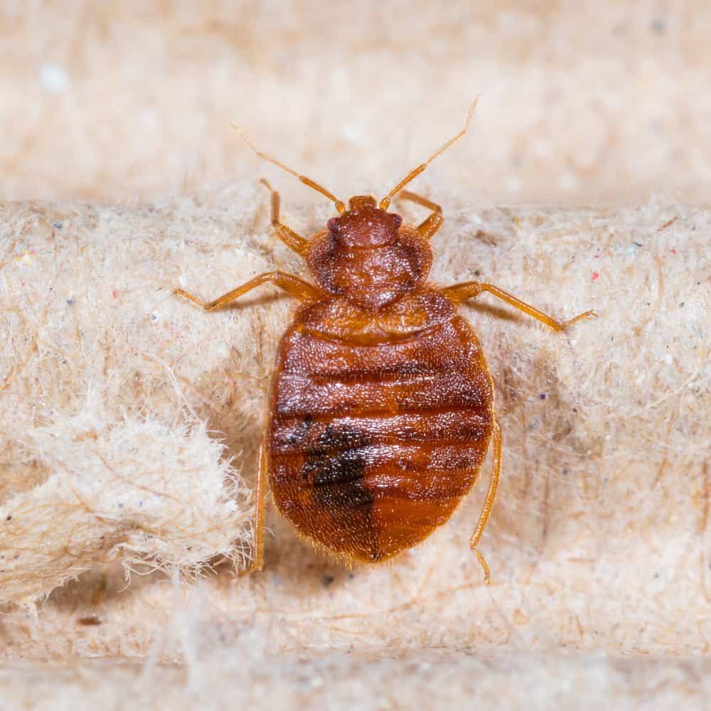 Cerca de un gran insecto cama