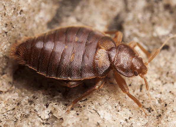 Un gran insecto cama tumbado en el suelo