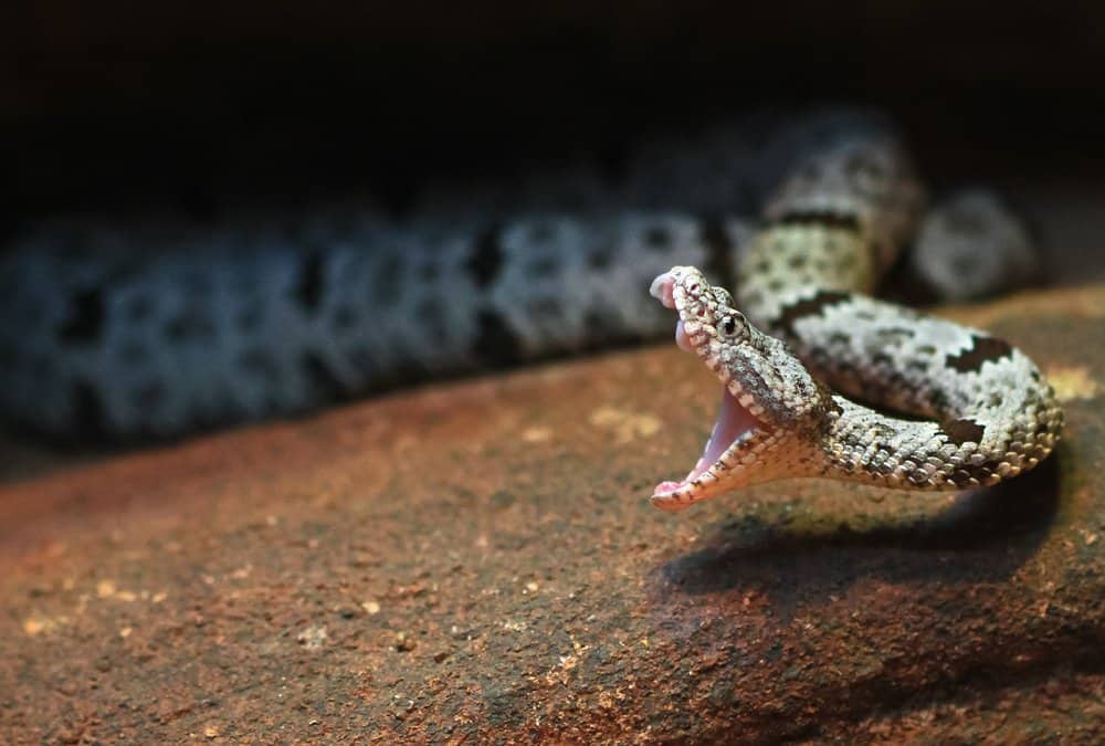 Serpiente de cascabel con gran boca abierta