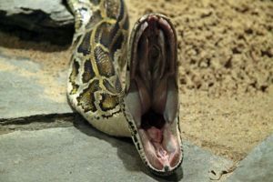 Una serpiente con gran boca abierta