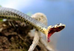 Una serpiente está bostezando