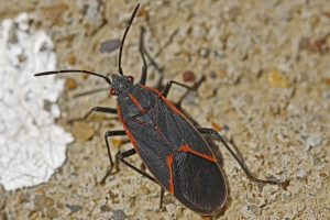 Gran insecto boxelder tumbado en el suelo