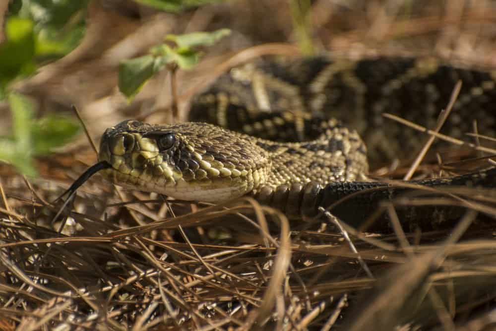 Primer plano de la cabeza de una serpiente de cascabel