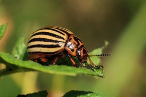 canva colorado plagas escarabajo patata rayado